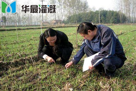 滴灌小麥需肥規(guī)律