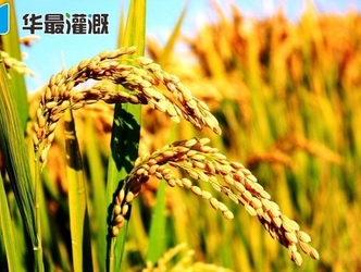 農(nóng)業(yè)農(nóng)村部：我國(guó)水稻育種將從高產(chǎn)走向高質(zhì)