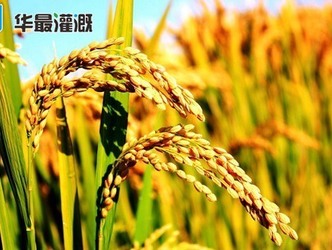 水稻的養(yǎng)分需求規(guī)律