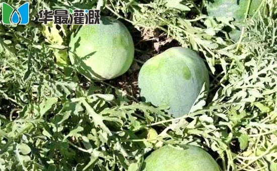 滴灌打瓜管網(wǎng)安裝