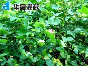 棉花膜下滴灌對肥料的需求規(guī)律