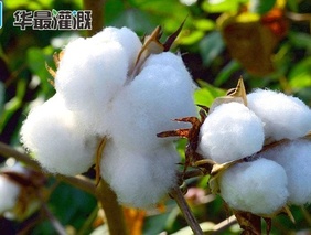 棉花膜下滴灌中管網(wǎng)如何布置、行距如何確定?