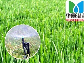 小麥噴灌_小麥?zhǔn)褂脟姽嘣O(shè)備灌溉的好處